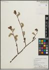 Foto von Salix planifolia Pursh